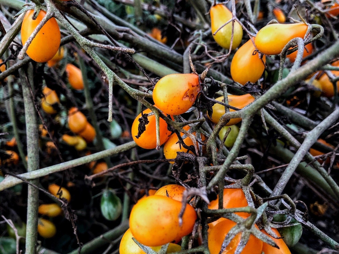 Azienda Agricola Bioviola & Sicilì Bottega Biologica-Alcamo必去景点