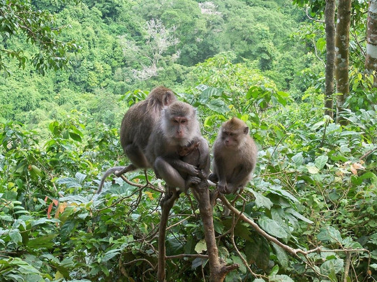 Jakarta Bogor Guide-茂物必去景点