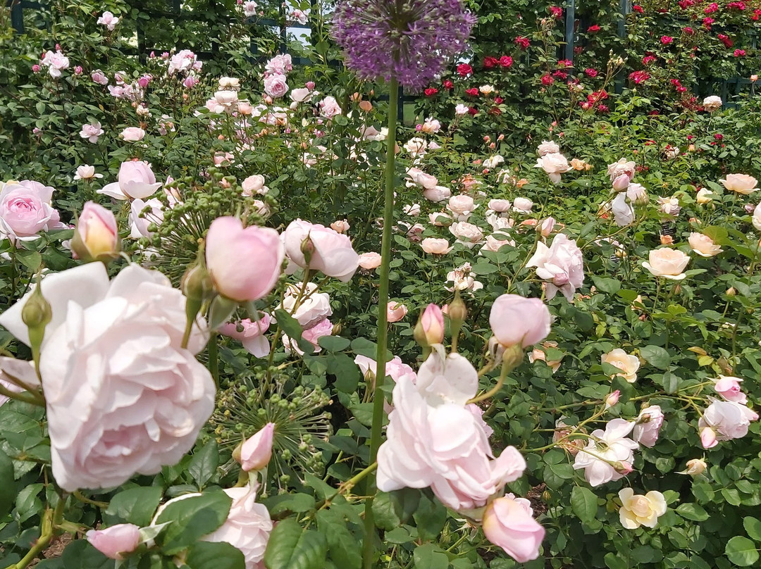 纽约植物园-布朗克斯必去景点