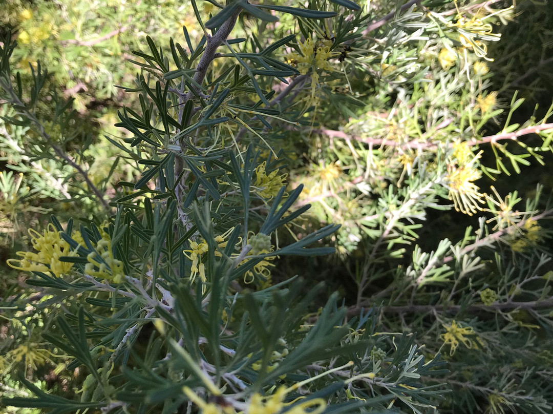 Robinvale-Euston Visitor Information Centre-Robinvale必去景点