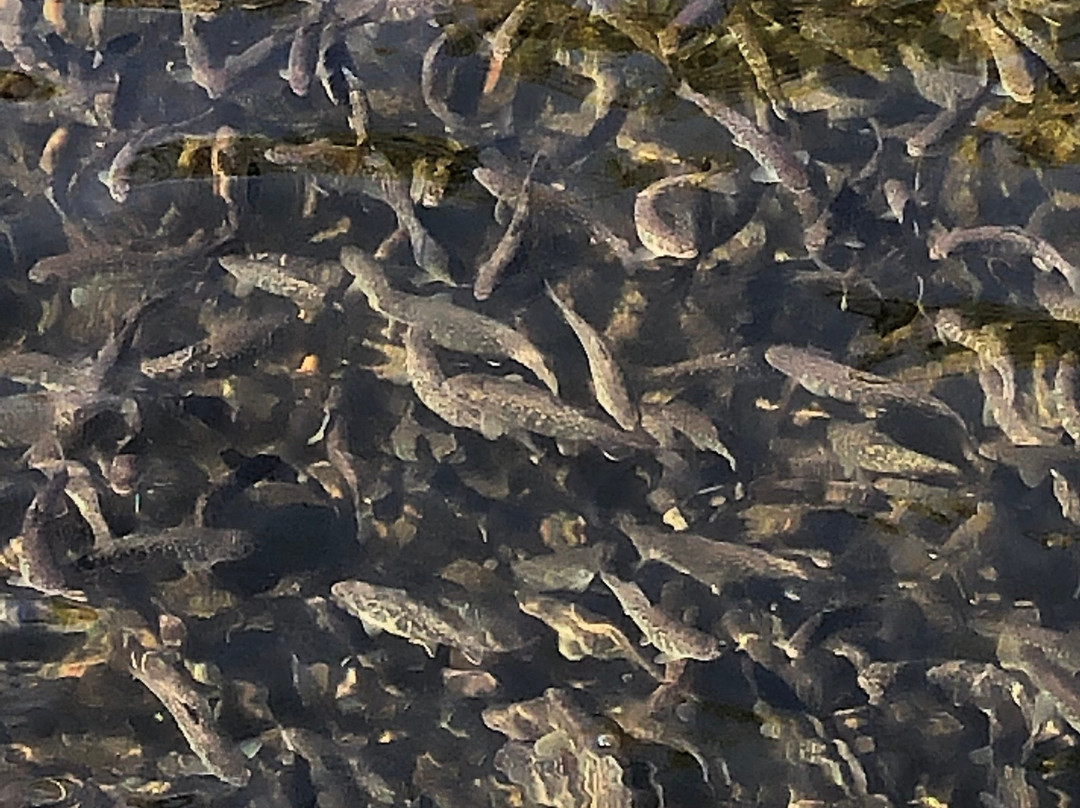 Fraser's Mills Fish Hatchery-安蒂岗尼希必去景点