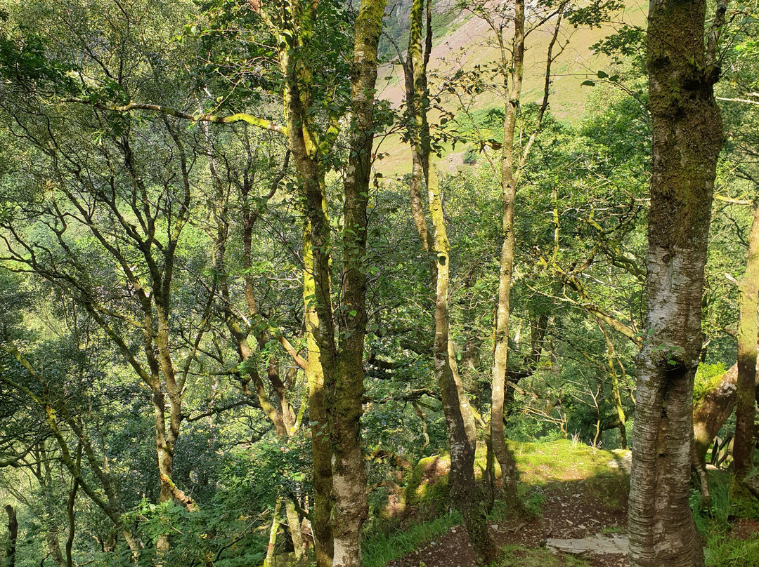 Gwenffrwd-Dinas Nature Reserve景点图片