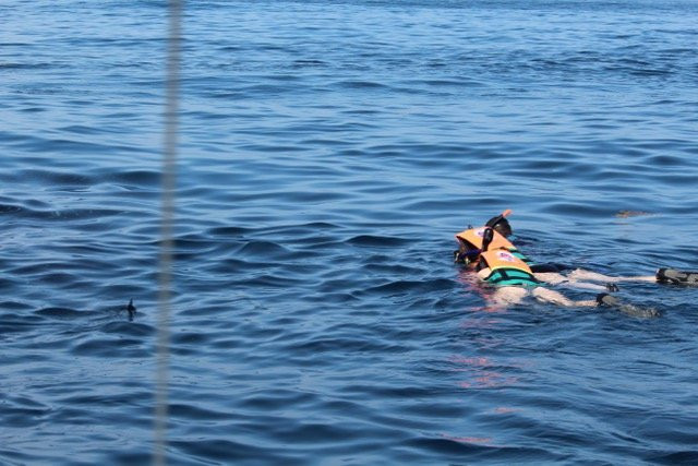 Holbox Whale Shark Tours-Holbox Island必去景点