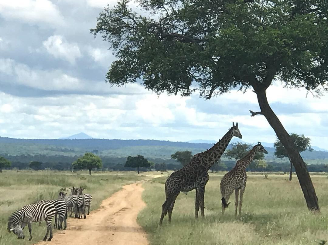 Wildtrip Safaris景点图片