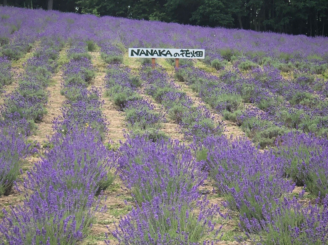 Nanaka no Hanabatake-中富良野町必去景点