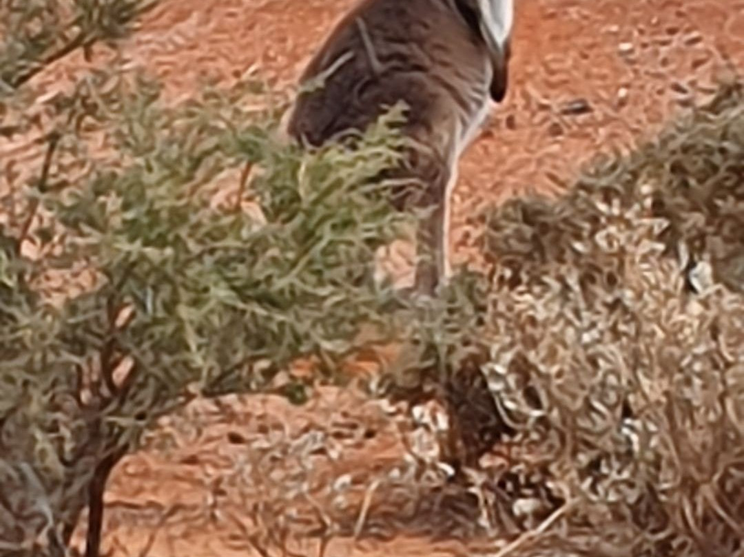 Living Desert State Park景点图片