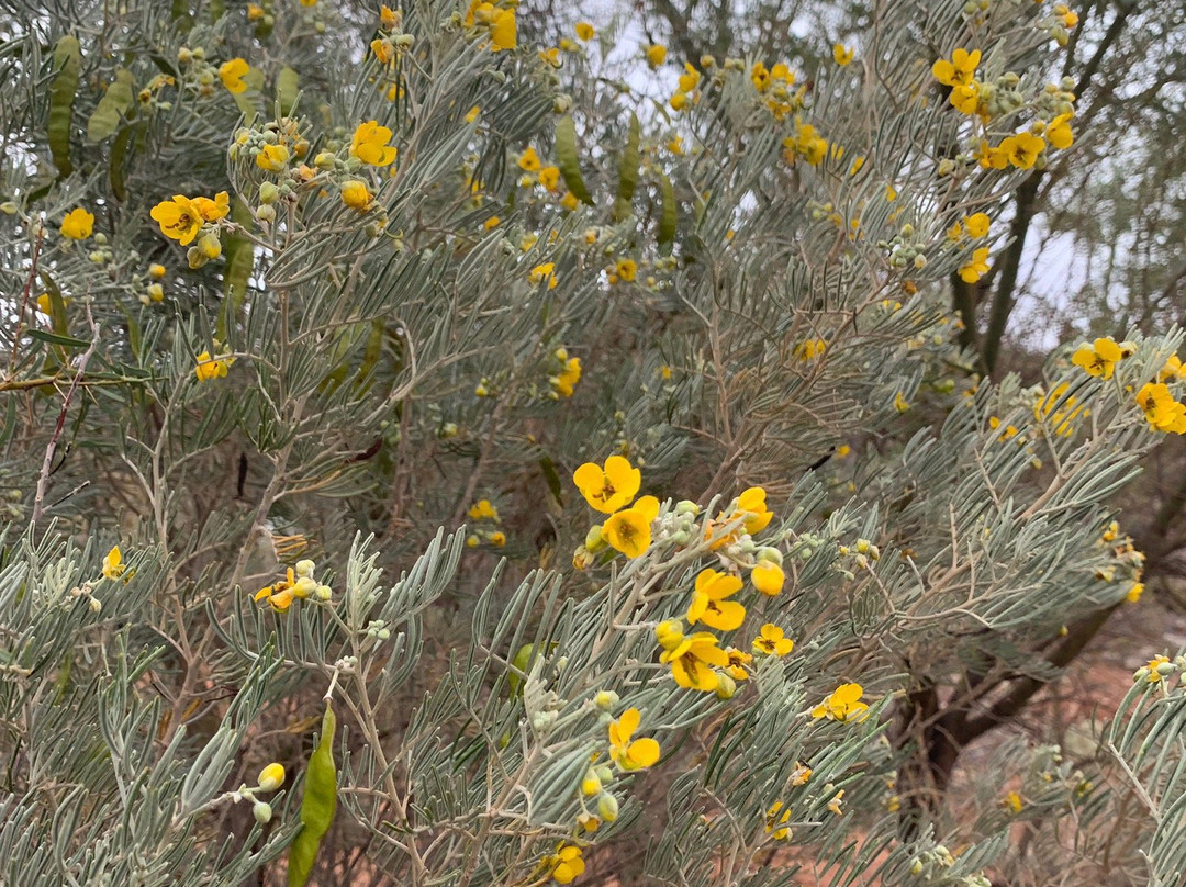 Living Desert State Park景点图片