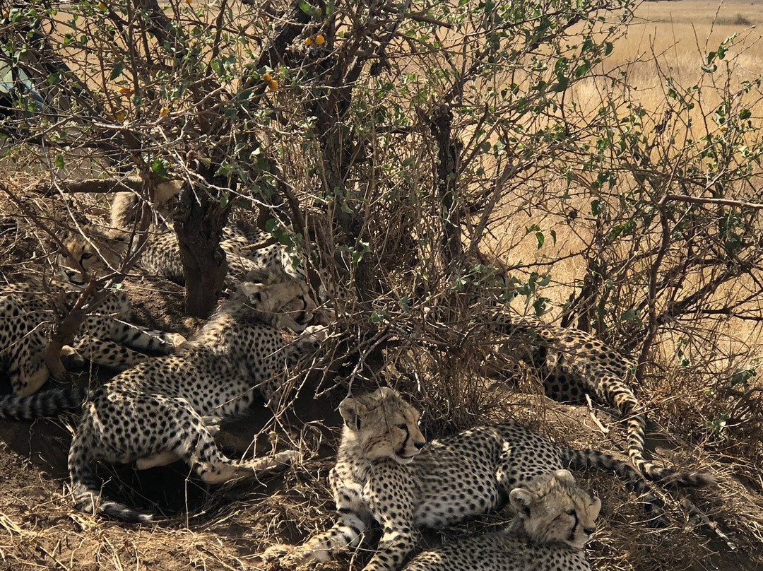 Livets Resa-阿鲁沙必去景点