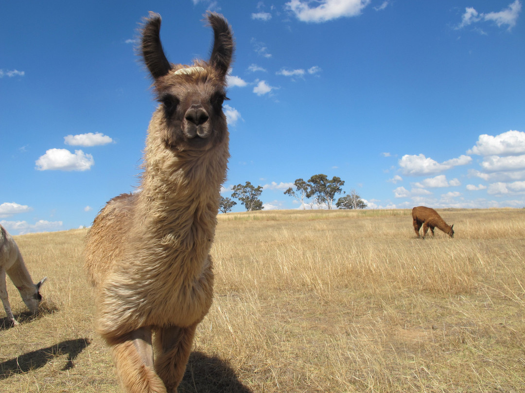 Alpaca Magic-Sutton必去景点