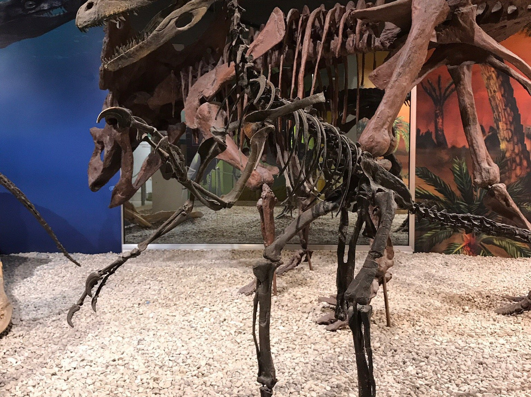 Museo Paleontologico de Elche景点图片