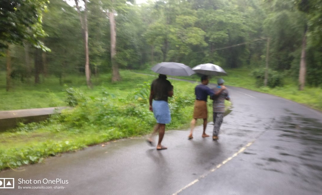 Forest Inn Tree House主图