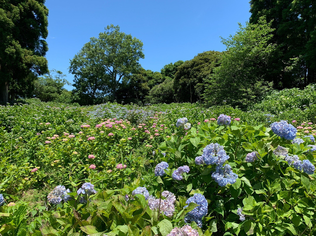Showa no Mori Park-千叶市必去景点