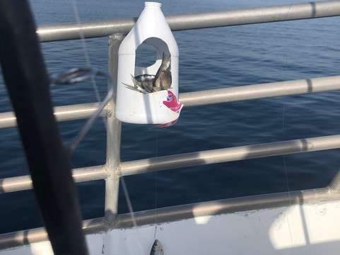 Sea Mist III Drift Boat Fishing-博因顿海滩必去景点