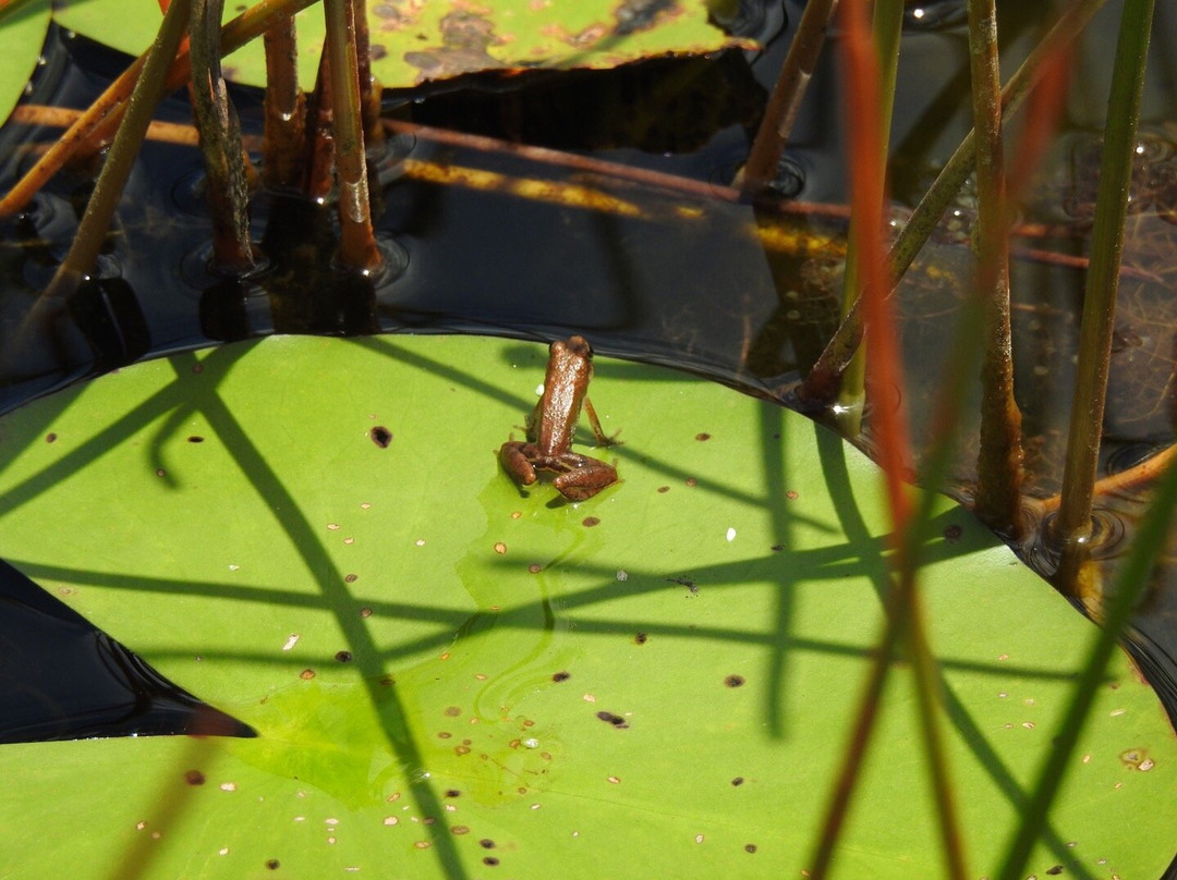 Grassy Waters Nature Preserve景点图片