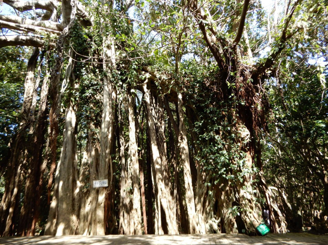 Shitogo Banyan Tree景点图片