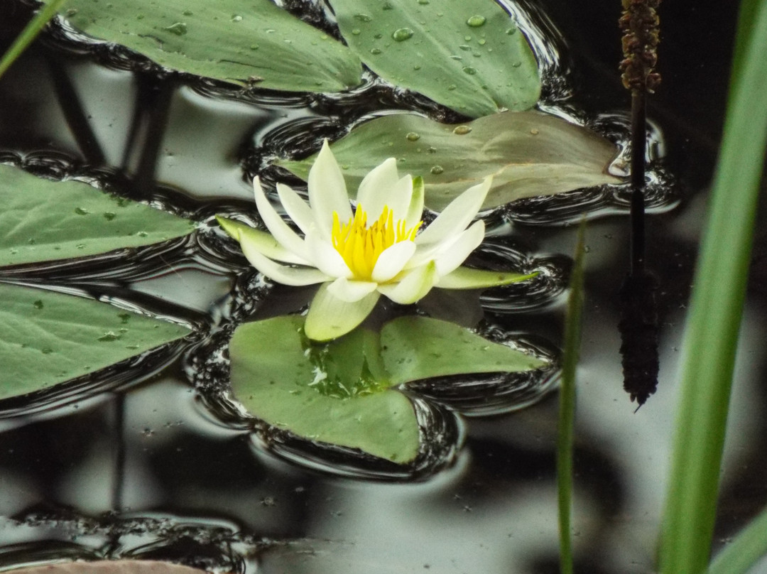 Yanohara Wetlands-昭和村必去景点
