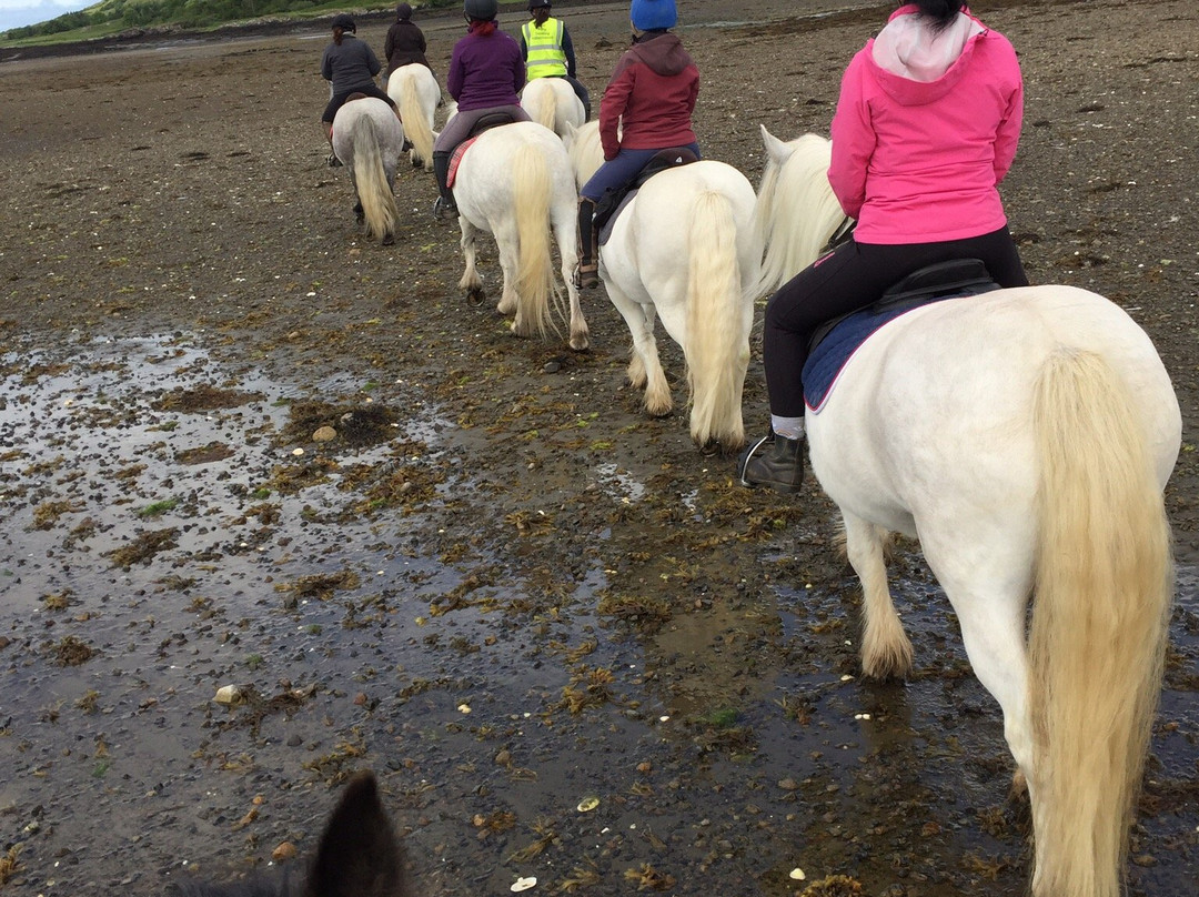 Mull Pony Trekking景点图片