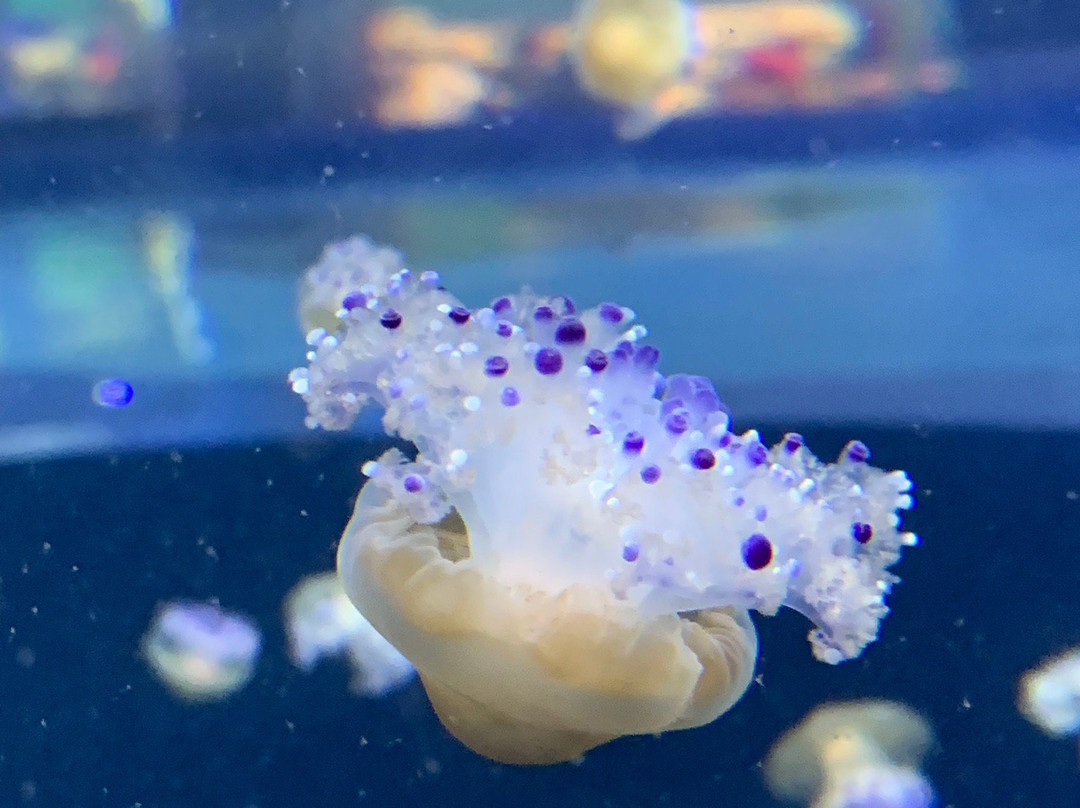 Zoo Aquarium de Valencia-巴伦西亚必去景点