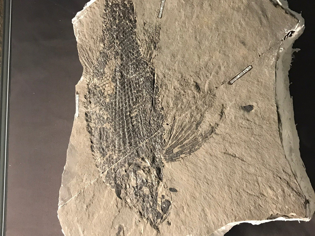 Tumbler Ridge Museum-Tumbler Ridge必去景点