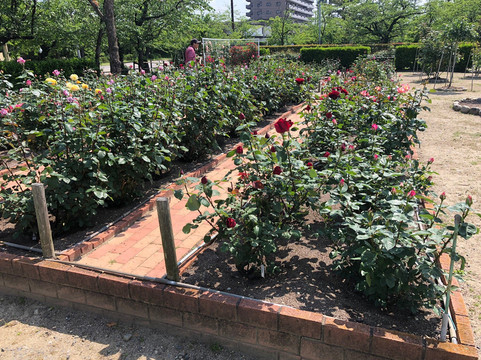 Oji Rose Garden-春日井市必去景点