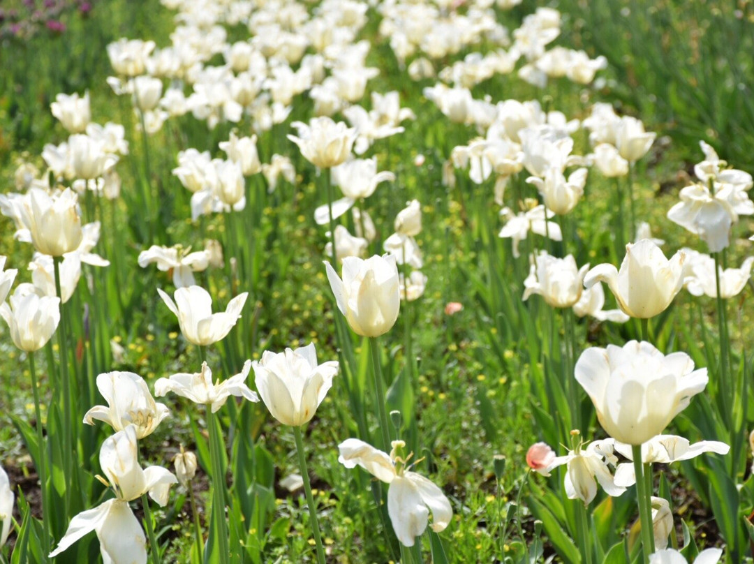 Indira Gandhi Tulip Garden景点图片