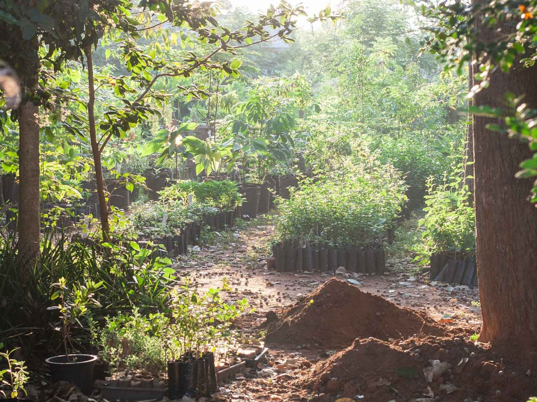 Auroville Botanical Gardens景点图片