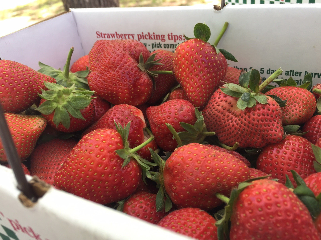 Sweet Berry Farm-Marble Falls必去景点