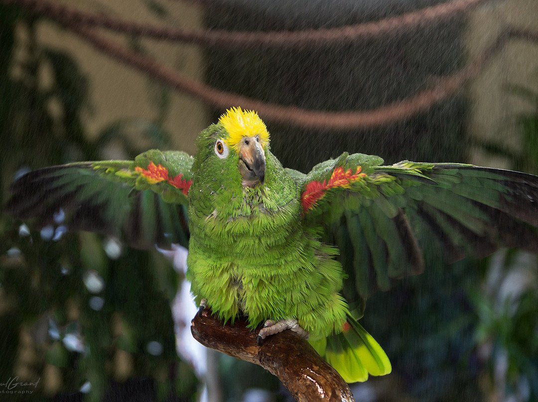 Parrot Partner景点图片