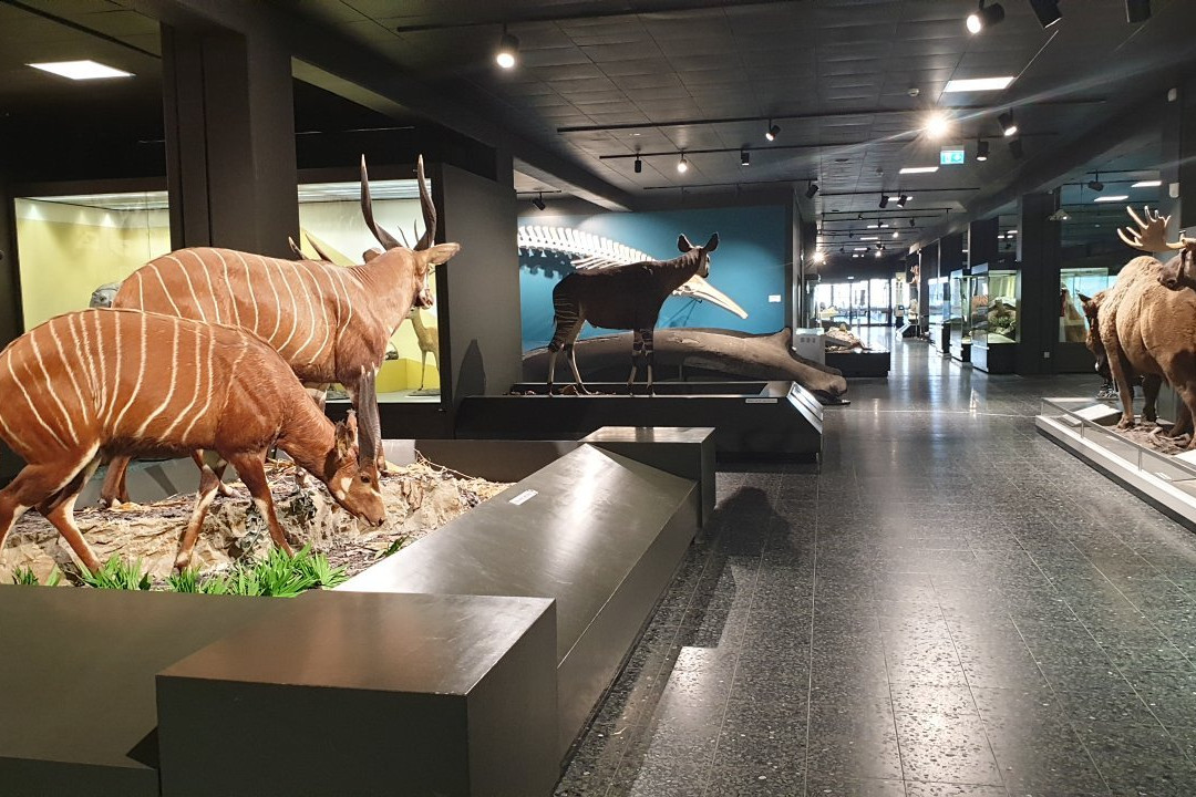 Zoologisches Museum-汉堡必去景点