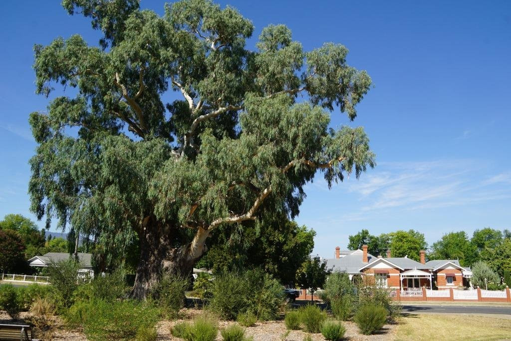 Myrtleford旅游景点-The Big Tree