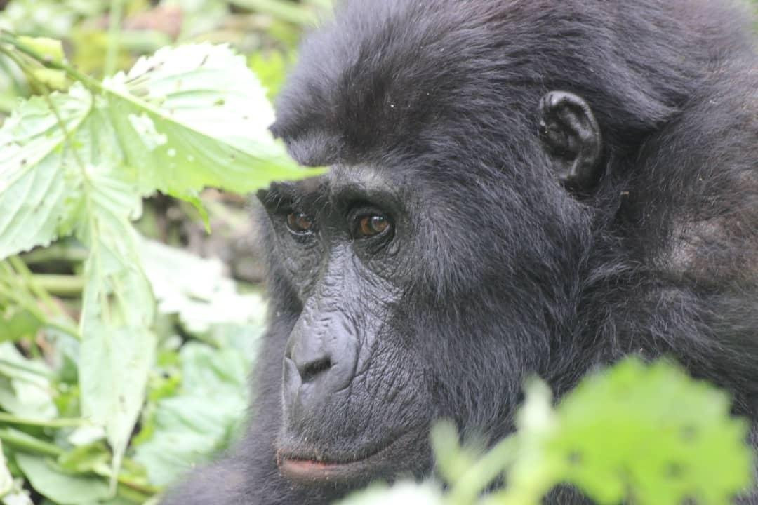 Uganda Safari Chapter-坎帕拉必去景点