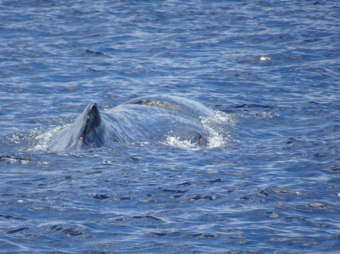 Anchorage Hotel Whale Watching-罗索必去景点