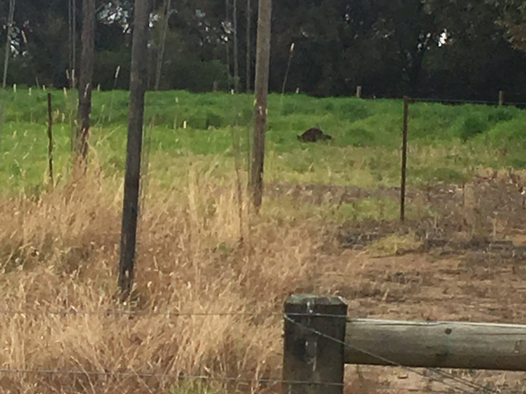 Bimbadeen Phillip Island-Ventnor必去景点