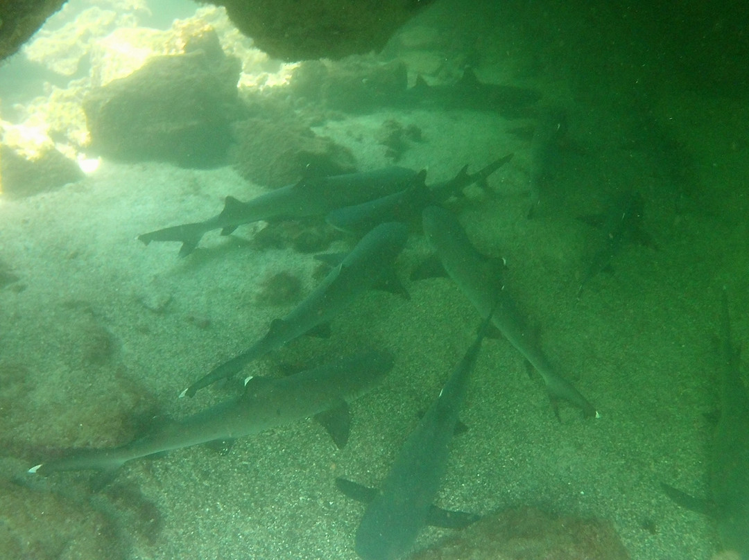 Galapagos Unbound-圣克鲁斯必去景点