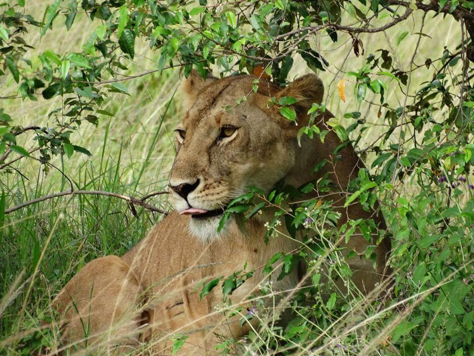 Afrolink Adventures-内罗毕必去景点