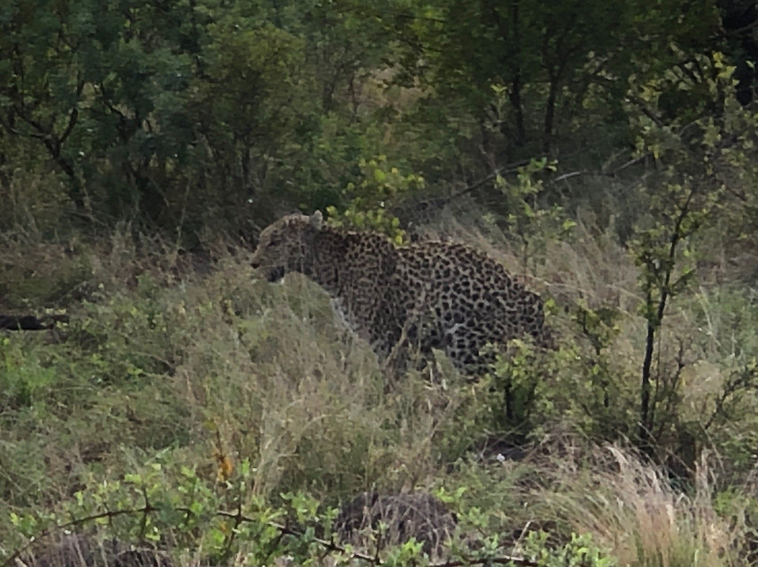 Madikwe Hills Private Game Reserve