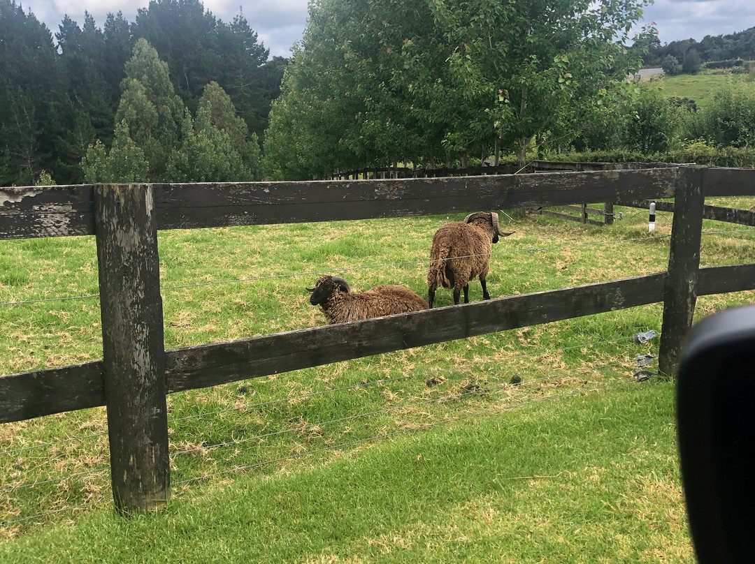 Country Homestead at Black Sheep Farm主图