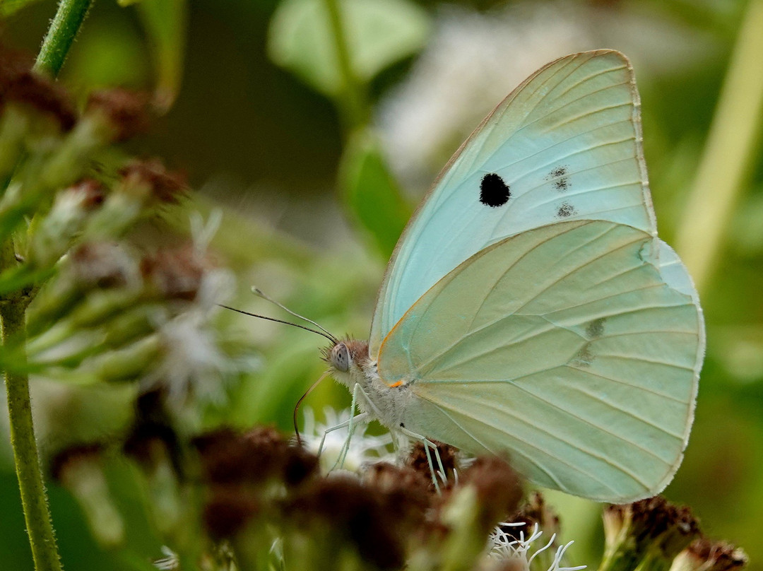 Paco's Reserva De Flora & Fauna-马萨特兰必去景点