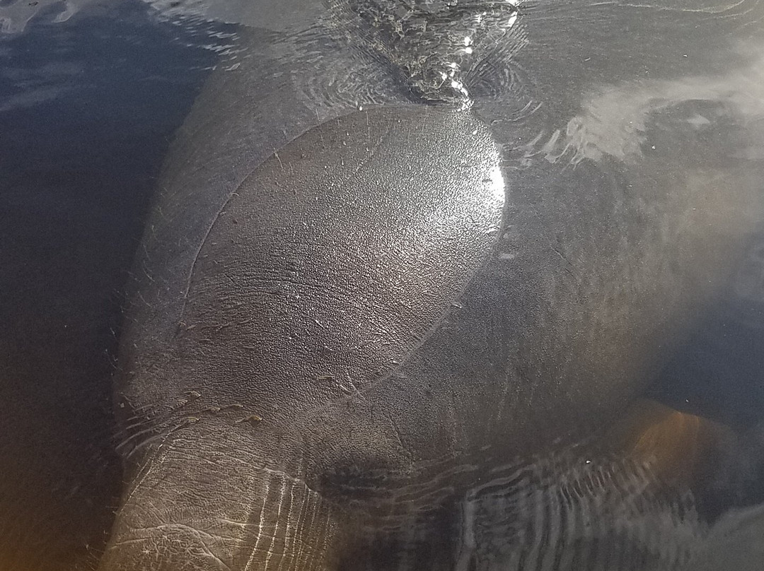 Kayaking Florida景点图片