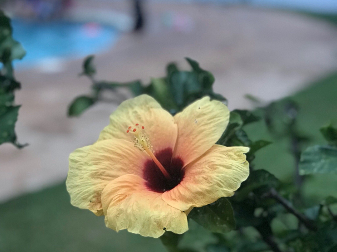 Kakisa Dive Resort主图