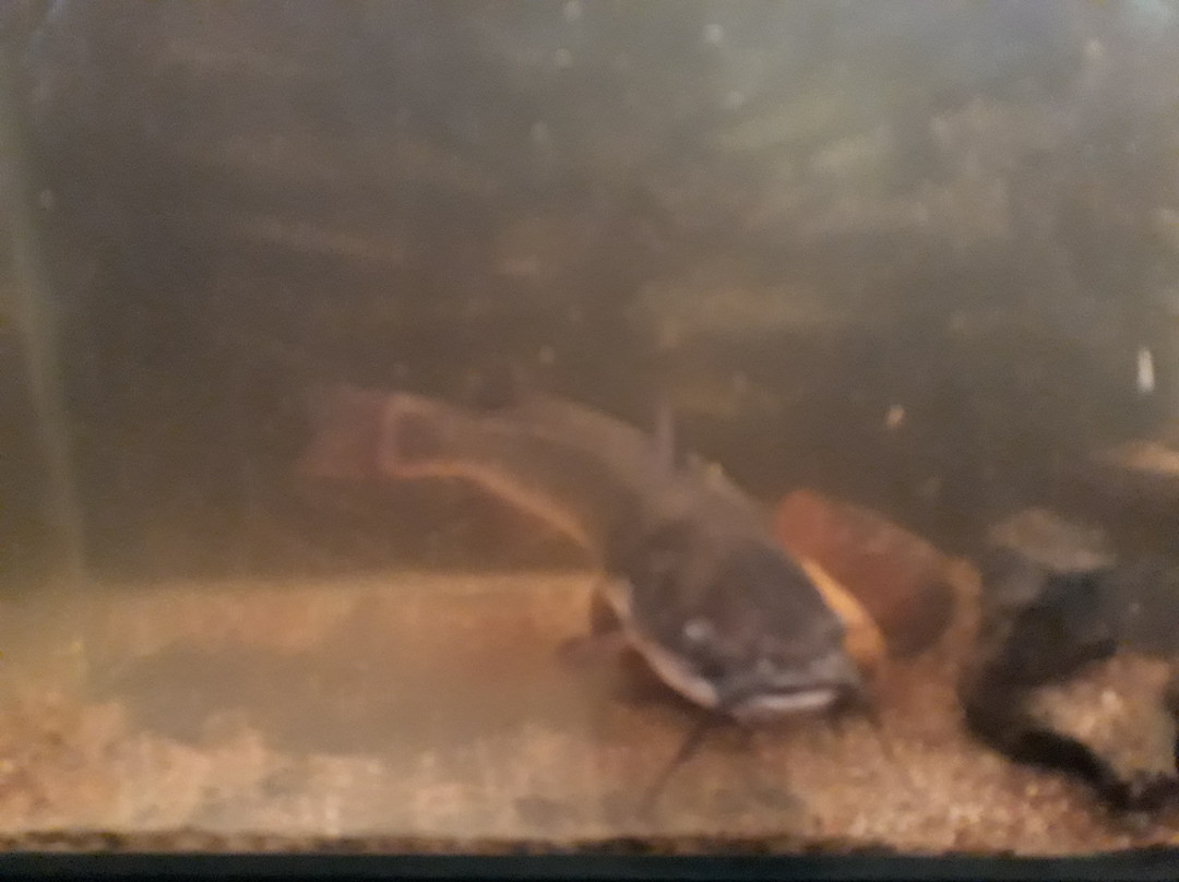 Aquarium景点图片