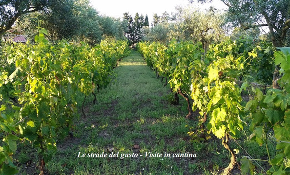 Le strade del gusto-夸尔图－圣埃莱娜必去景点