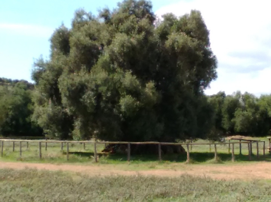 S'Ortu Mannu-Villamassargia必去景点