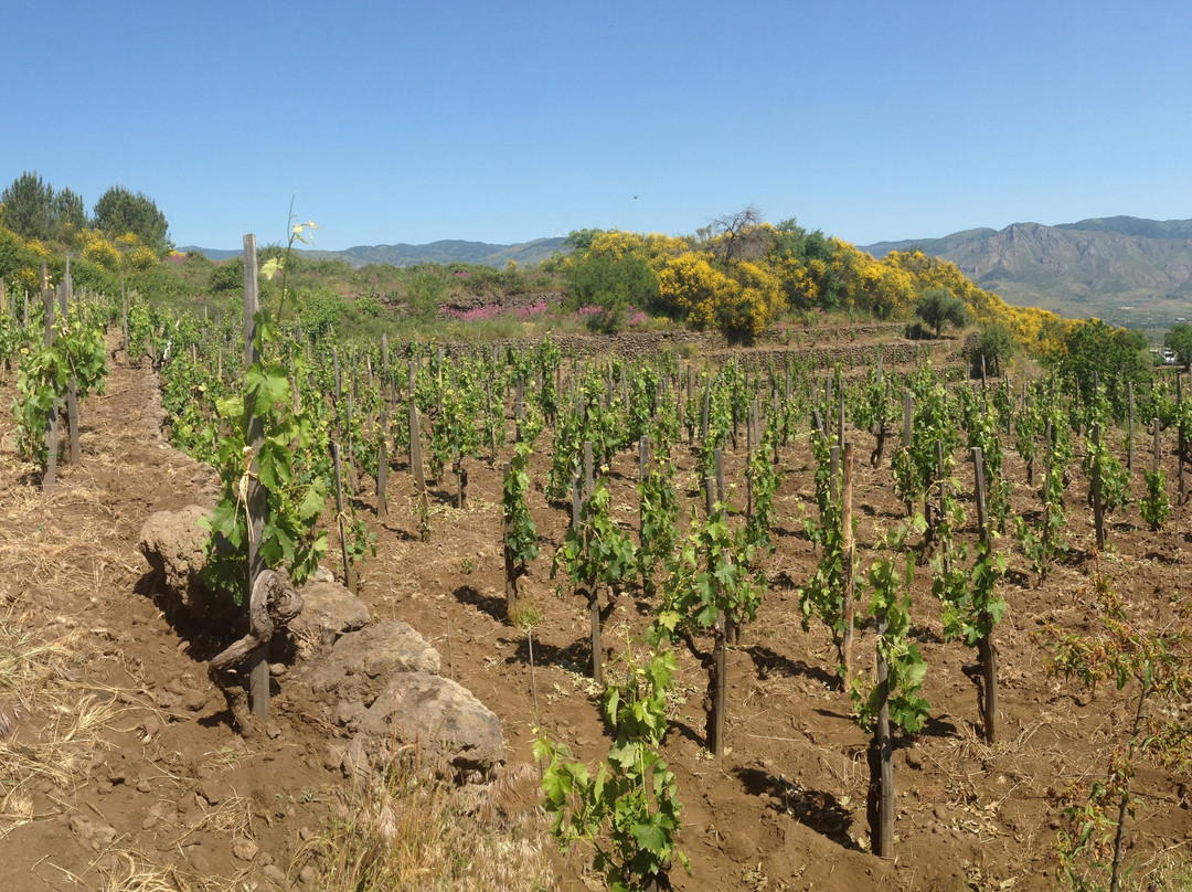 Etna Wine School景点图片