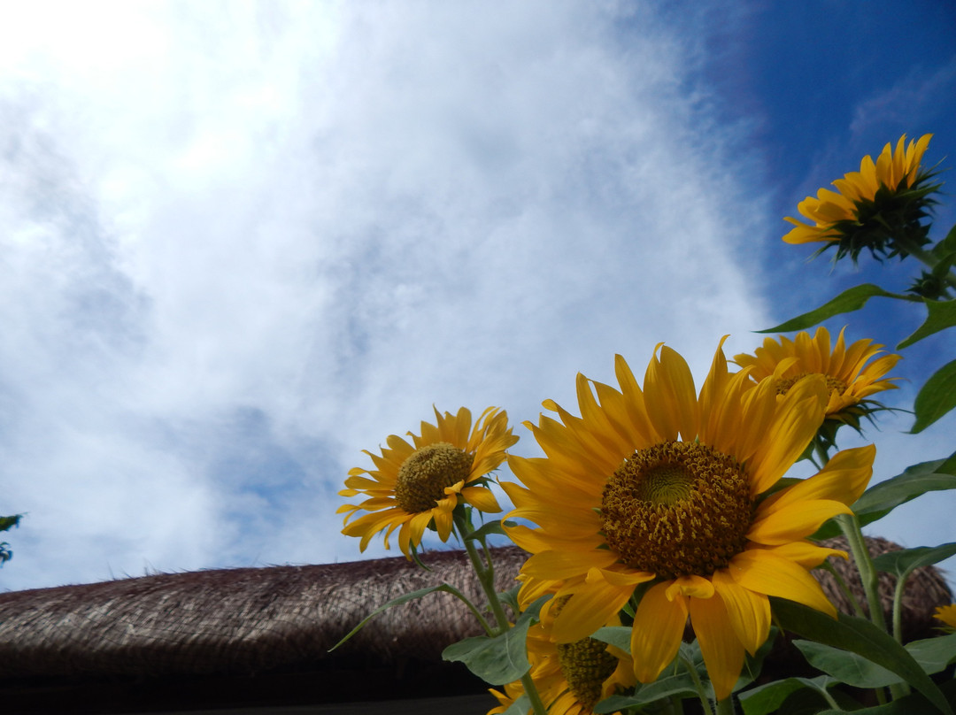 Southdrive Beach Resort主图