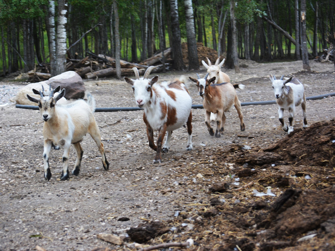 The 10 Acre Woods-Anola必去景点