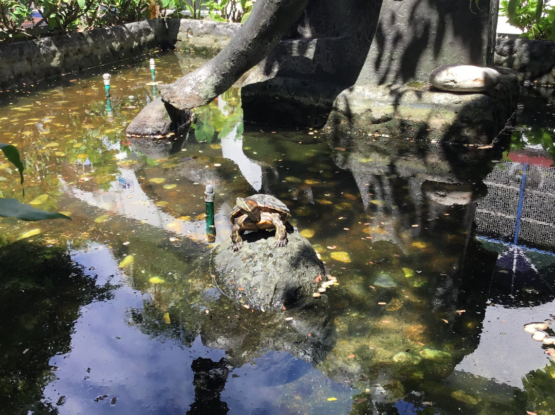 Hotel Las Acacias主图