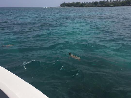 Ocean Sports Glass Bottom Boat Rides-威可洛亚必去景点