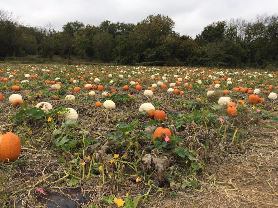 Gieringer's Family Orchard & Berry Farm-Edgerton必去景点