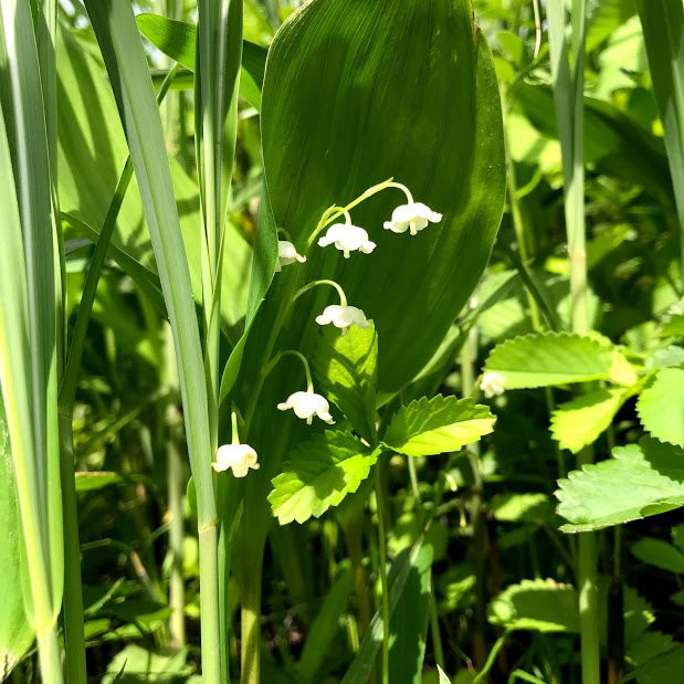 Suzuran Jikiji-阿苏市必去景点